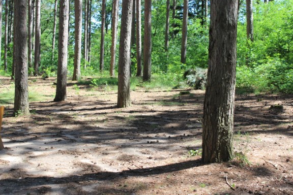 Site 48, photo 3 of 3 · from wisconsin.goingtocamp.com (the park's booking system)