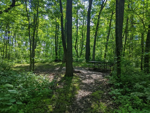 Site 26, photo 2 of 3 · from wisconsin.goingtocamp.com (the park's booking system)