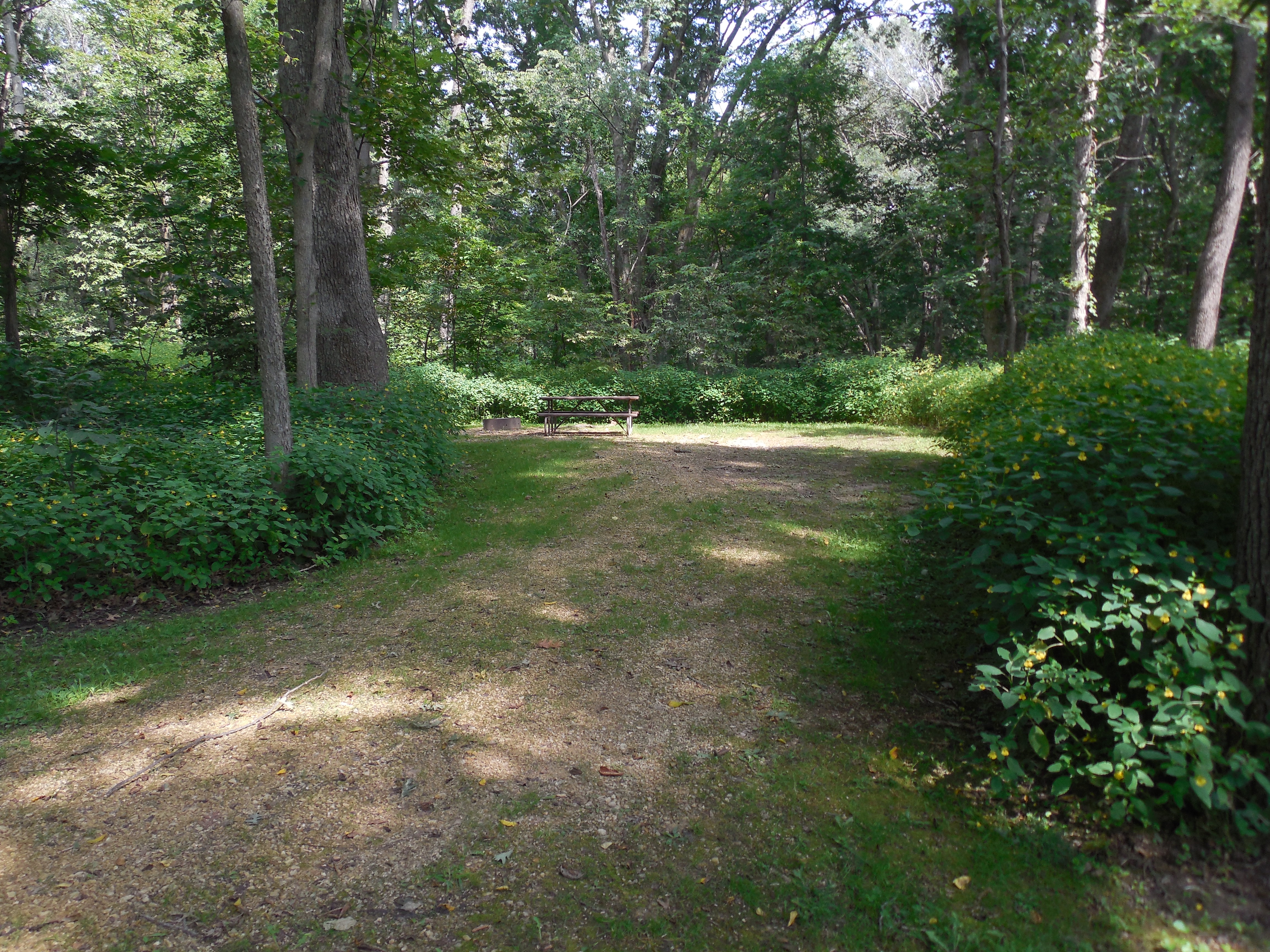 Site 41, photo 2 of 3 · from wisconsin.goingtocamp.com (the park's booking system)