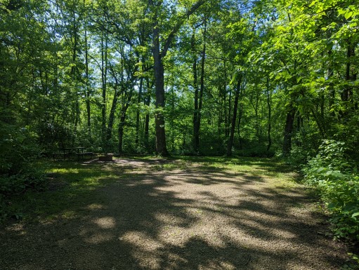 Site 8, photo 2 of 3 · from wisconsin.goingtocamp.com (the park's booking system)